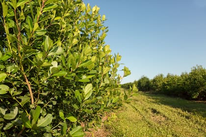 El cambio de hábitos recomendados para el mate podría generar "ruidos" en la yerba