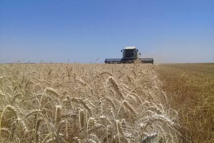 Foto a título ilustrativo de una cosecha de trigo