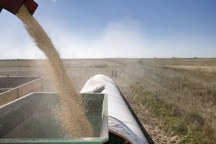 La producción de soja, con la mira en el USDA