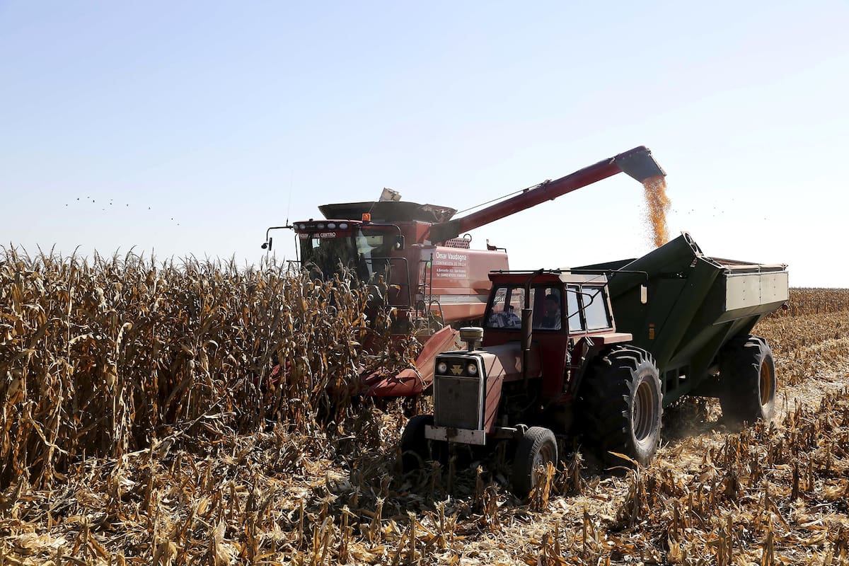 Cosecha de maíz
