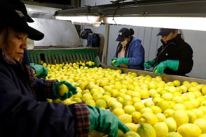 El limón es uno de los principales productos de exportación de la Argentina a Gran Bretaña