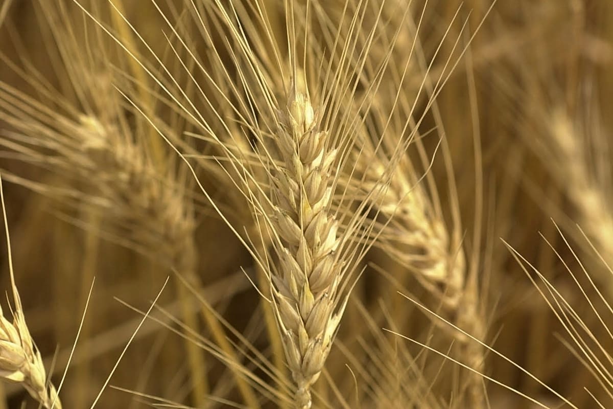 Cosecha de trigo