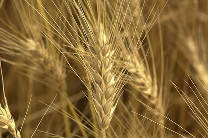 Cosecha de trigo