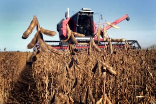 Lo que viene para los precios internacionales de los granos