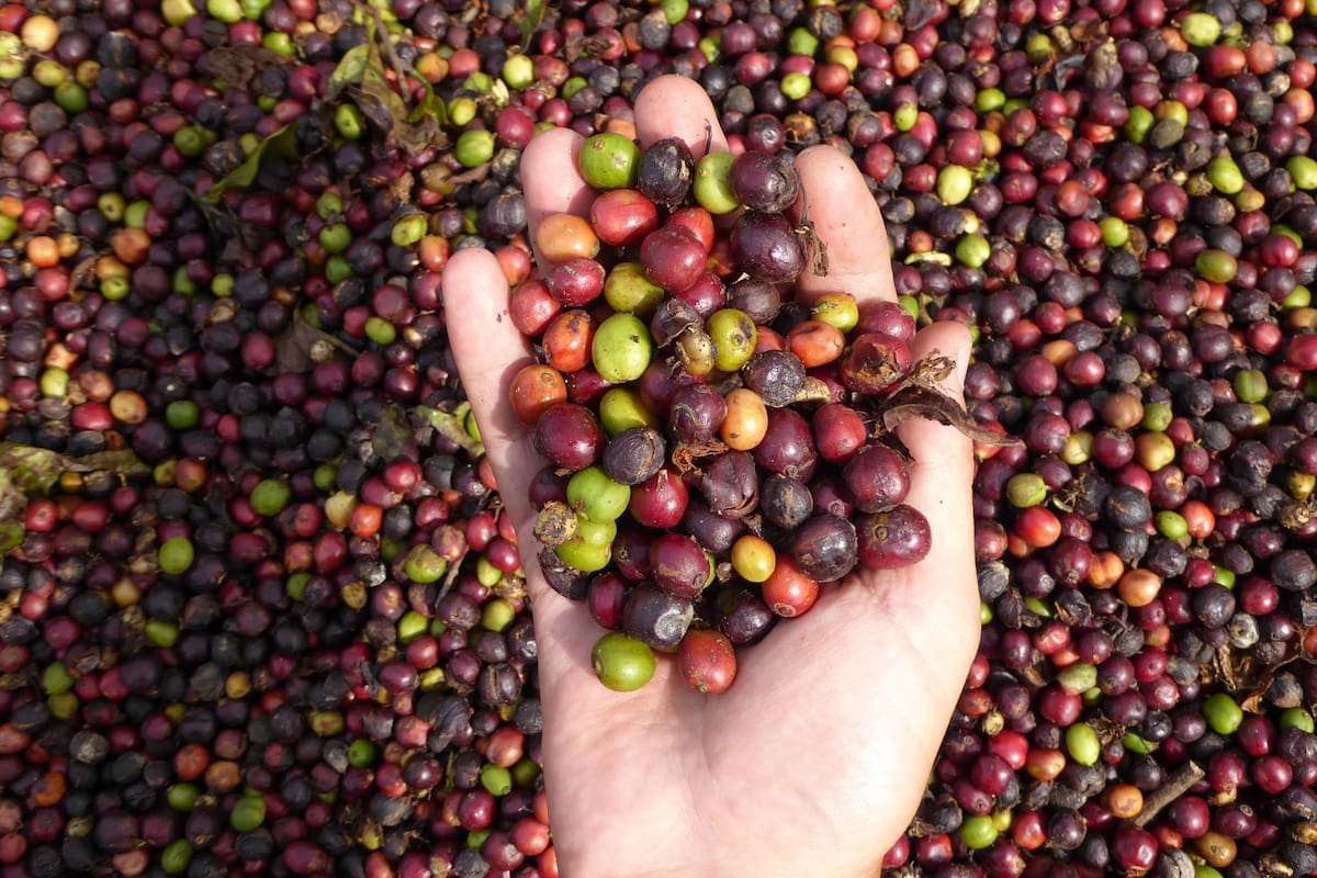 Cosecha de café Baritú.