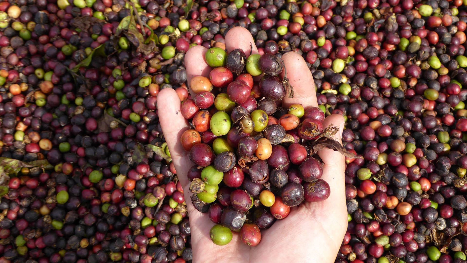 Cosecha de café Baritú.
