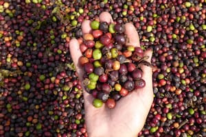 Cosecha de café Baritú.