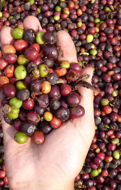 Cosecha de café Baritú.