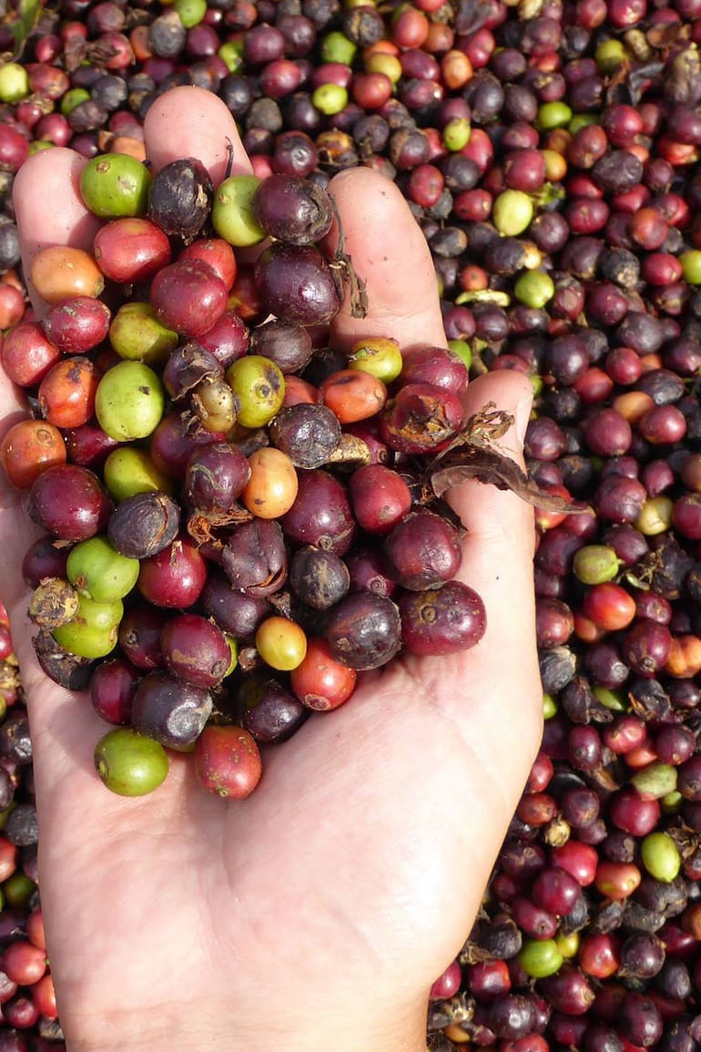 Cosecha de café Baritú.