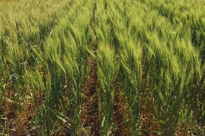 Cosecha de cereales y siembra de trigo blando en Francia siguen por sobre el promedio
