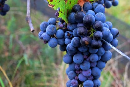 Cosecha de la cepa Cabernet Franc