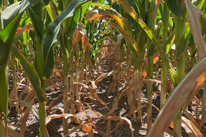 Cosecha de maíz en Brasil se enfrenta a retos debido a sequía en el sur, según LSEG