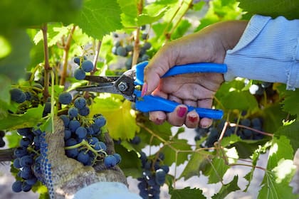 Tras la medida para la soja, la industria del vino ahora pide un “dólar malbec”