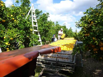 Cosecha de naranjas en El Viejo Roble.