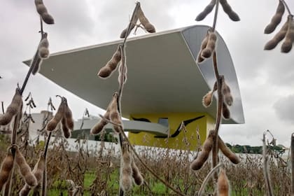 La soja plantada en los jardines del Museo Oscar Niemeyer, en la ciudad de Curitiba, lista para ser cosechada por Dolores Cáceres