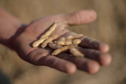 Cosecha de soja en Las Acequias, Córdoba