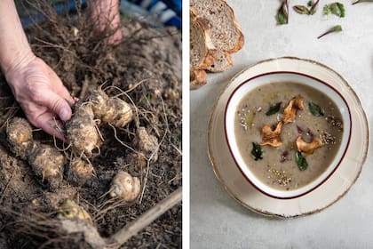 Cosecha de topanimbur y sopa del chef Sébastien Fouillade