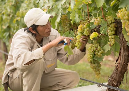 Cosecha de Torrontés de vides añosas en Bodega Colomé, Salta