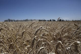 Opinión. El trigo HB4: el riesgo de hacer para ser líderes