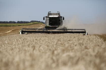 Australia aprobó el trigo transgénico argentino tolerante a sequía