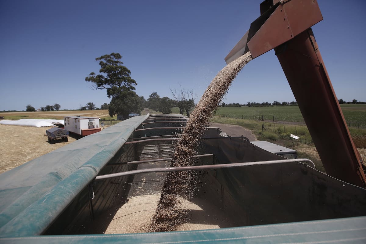 Cosecha de trigo en la Estancia La Mora.
Zona de Necochea. 1 de Enero 2019.
Foto: Mauro V. Rizzi