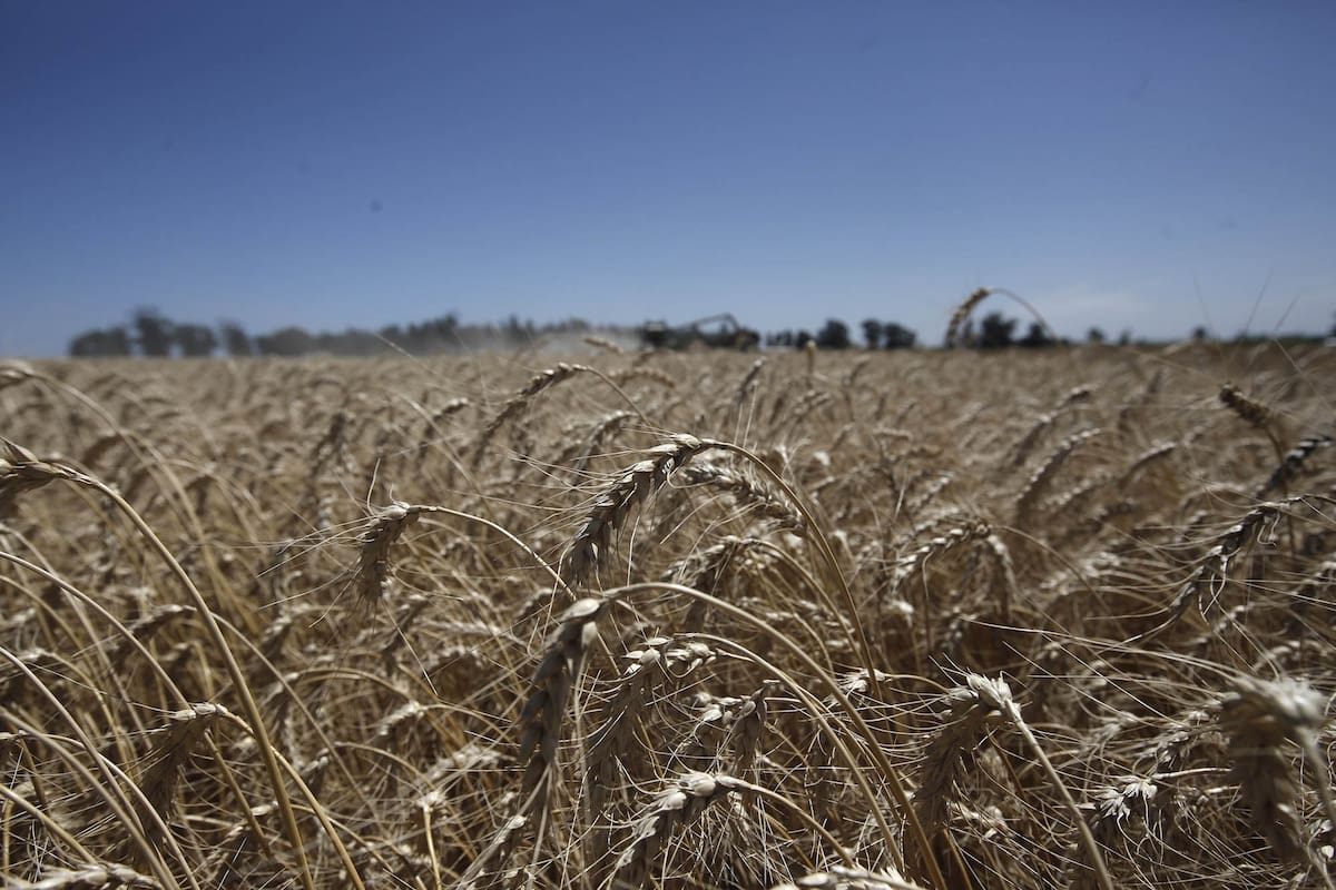 Cosecha de trigo en la Estancia La Mora.
Zona de Necochea. 1 de Enero 2019.
Foto: Mauro V. Rizzi