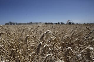 Estudio: esta es la huella de carbono del trigo argentino