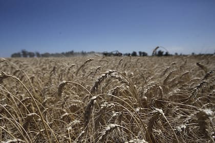 El trigo, frente a una campaña promisoria