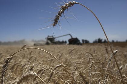 Las ventas de trigo del primer semestre cayeron 10% en volumen pero subieron 10% en valor