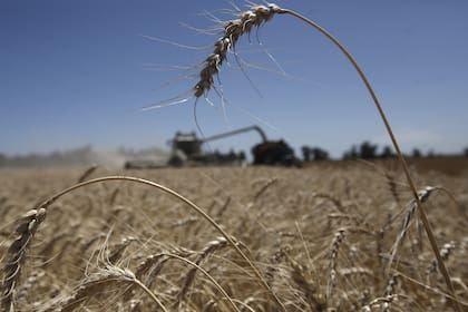Las ventas de trigo del primer semestre cayeron 10% en volumen pero subieron 10% en valor