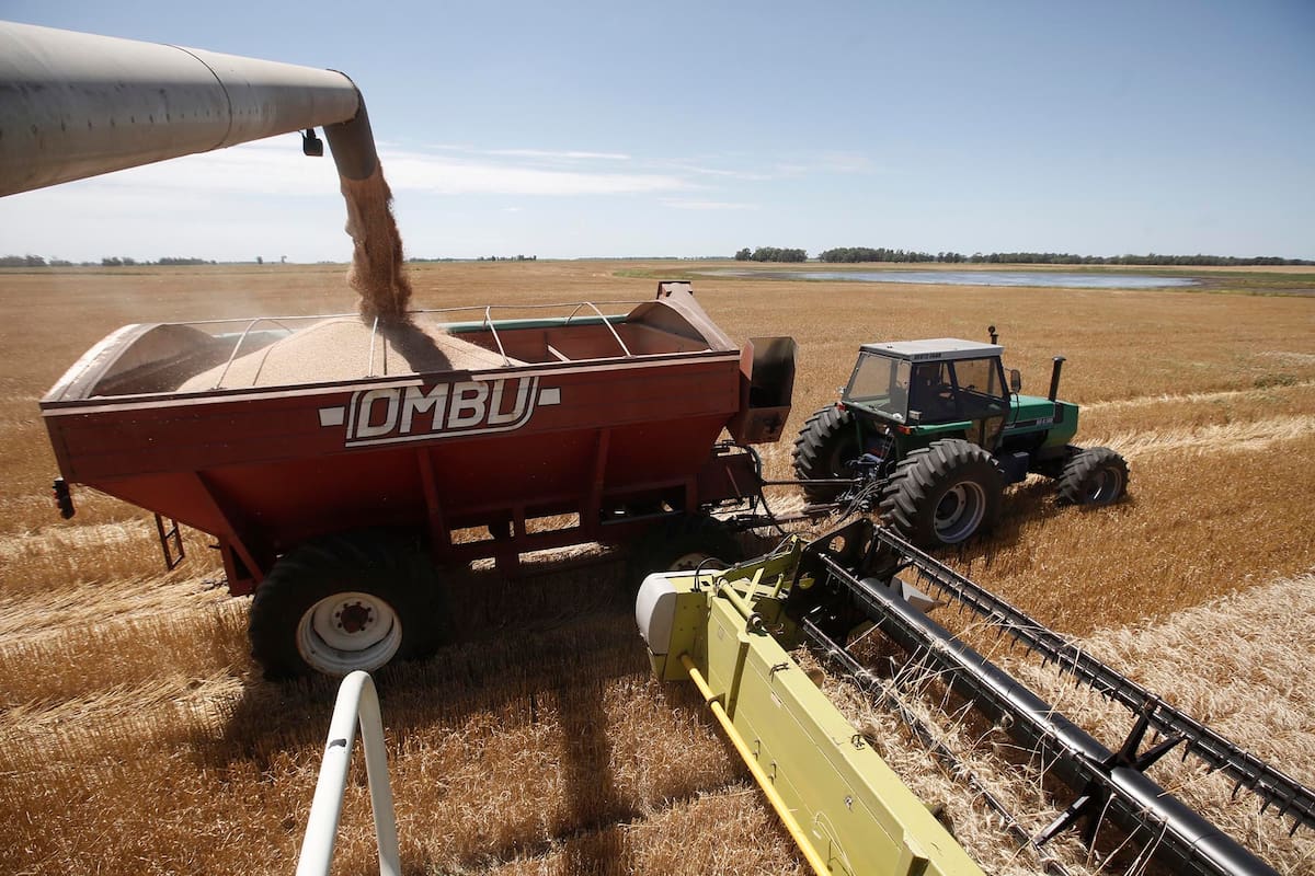 Cosecha de trigo en la Estancia La Mora. Zona de Necochea. Pcia de Buenos Aires