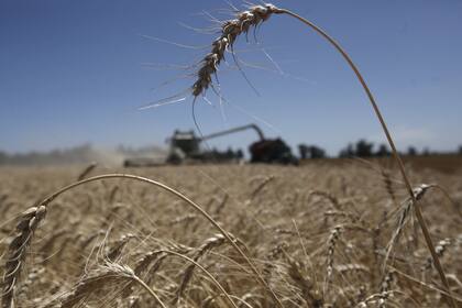 El cereal subió en medio de las tensiones entre Rusia y Ucrania