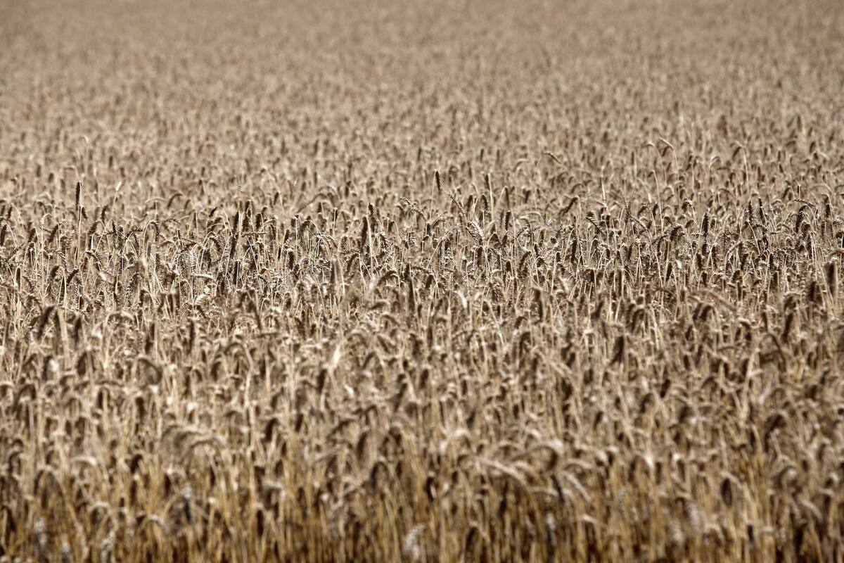 Cosecha de trigo en la Estancia La Mora.
Zona de Necochea. 1 de Enero 2019.
Foto: Mauro V. Riz