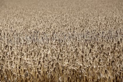 Cosecha de trigo en la Estancia La Mora.
Zona de Necochea. 1 de Enero 2019.
Foto: Mauro V. Riz