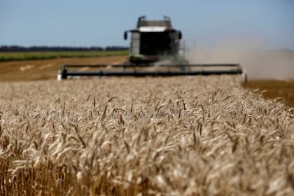Se llevan compradas 15 millones de toneladas de trigo