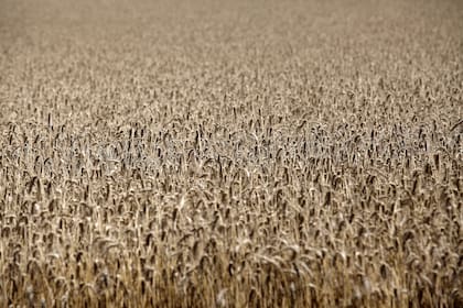 Rusia exportó de julio de 2022 a junio de 2023 un récord de 47 millones de toneladas de trigo