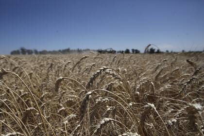 Cosecha de trigo en la Estancia La Mora.
Zona de Necochea. 1 de Enero 2019.
Foto: Mauro V. Rizzi