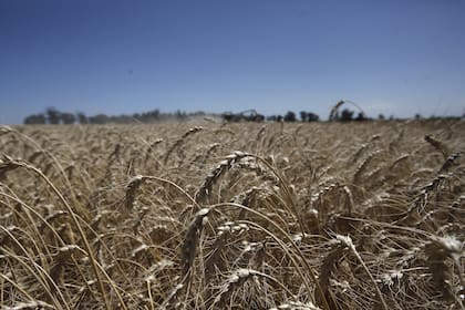 El trigo, afectado por la intervención en los mercados