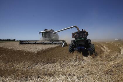 El trigo argentino enfrenta un partido cómodo y nuestro cereal llega a destinos no habituales
