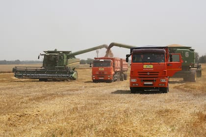 Cosecha de trigo en Tbilisskaya, Rusia, el 21 de julio del 2021. Ucrania y Rusia son responsables de un tercio de las exportaciones mundiales de trigo y cebada. (AP Photo/Vitaly Timkiv, File)