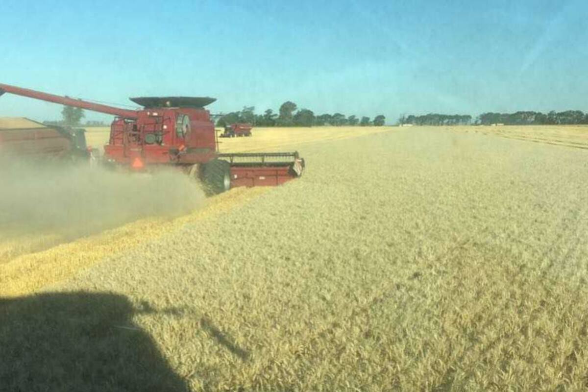 Cosecha de trigo la semana pasada en Monte Buey