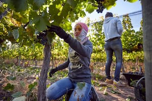 Cosecha de uva. A pesar de la baja rentabilidad, la falta deCosecha de malbec en un vinedo de Barrancas, departamento de Maipu. cosechadores y los reclamos de los trabajadores vitivinicolas, la cosecha de uva no ha parado. Mendoza, miercoles 31 de marzo de 2021. (La Nacion/Marcelo Aguilar)