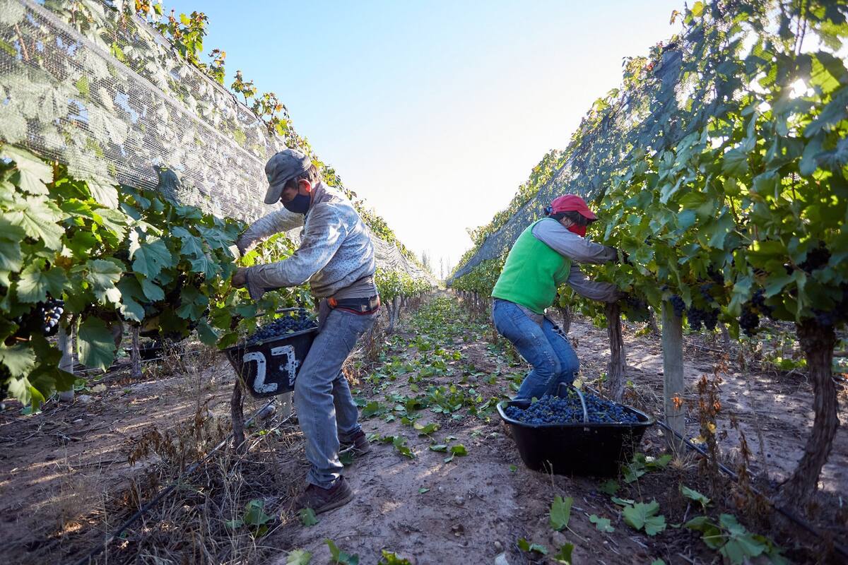 Cosecha de uva. A pesar de la baja rentabilidad, la falta de cosechadores y los reclamos de los trabajadores vitivinicolas, la cosecha de uva no ha parado. Mendoza, miercoles 31 de marzo de 2021. (La Nacion/Marcelo Aguilar)
Cosecha de malbec en un vinedo de Barrancas, departamento de Maipu.