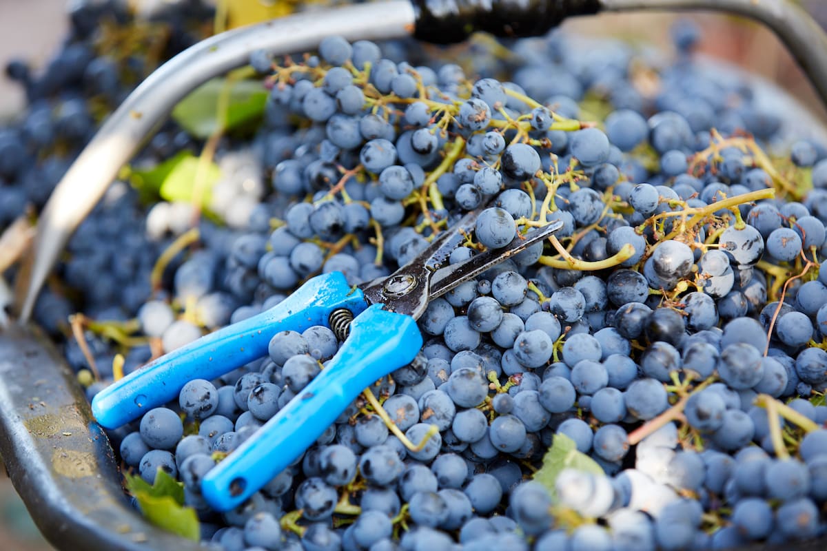 Cosecha de uva en Mendoza