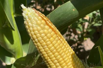 Cosecha francesa de maíz alcanza un 14% de avance al 22 de septiembre