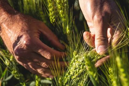 Cosecha francesa de trigo blando registra un leve descenso de la proteína
