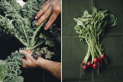 Cosechan dos veces por semana y lo que sale de la tierra va directo a las cocinas.