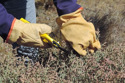Cosechar las ramas de zampa, para utilizar los tintes naturales impresos en su ADN.