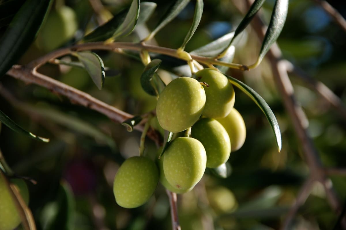 Cosechas de primera línea.
