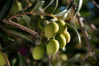 Cosechas de primera línea.